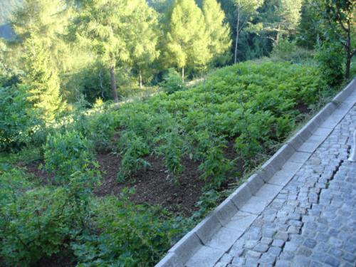 Garden at the 2nd garage